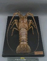 Tropical Rock Lobster Collection Image, Figure 3, Total 5 Figures